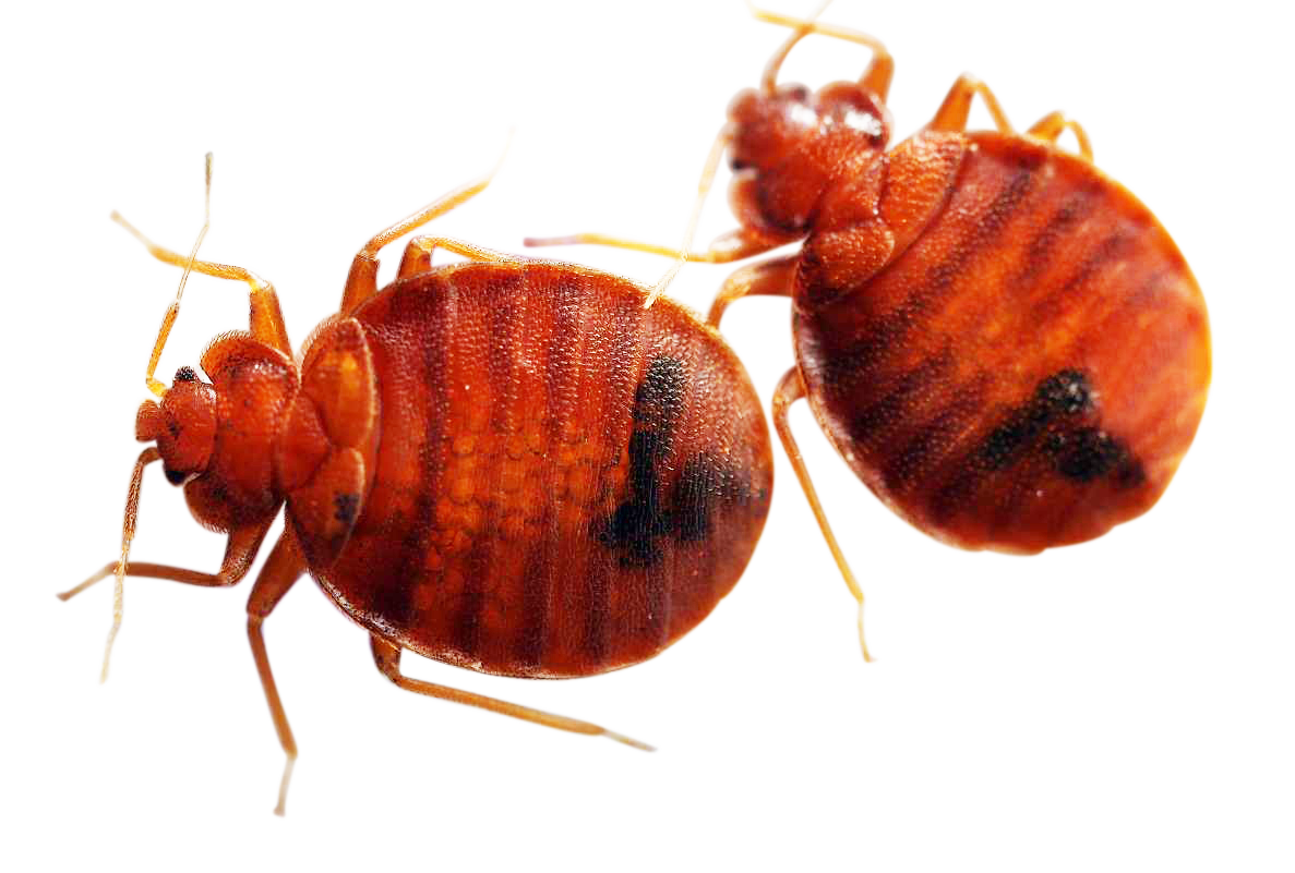 Detail Bed Bugs Transparent Nomer 25