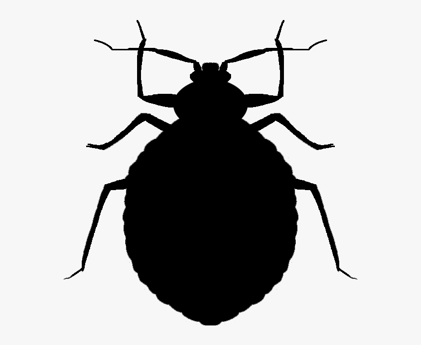 Detail Bed Bugs Transparent Nomer 29