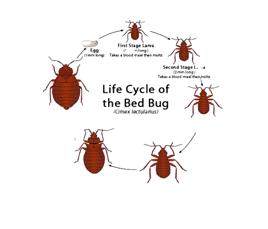Detail Bed Bugs Transparent Nomer 34