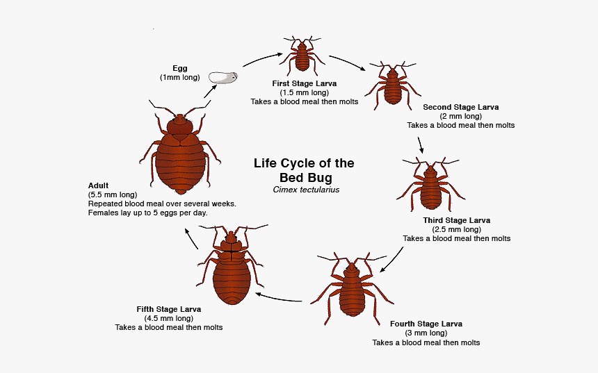 Detail Bed Bugs Transparent Nomer 36