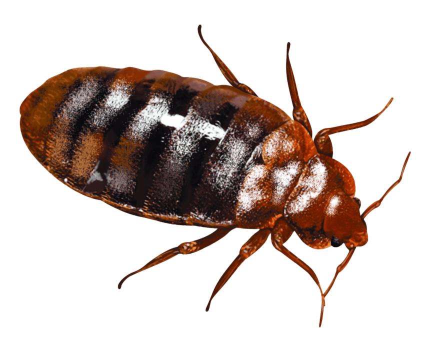 Detail Bed Bugs Transparent Nomer 37