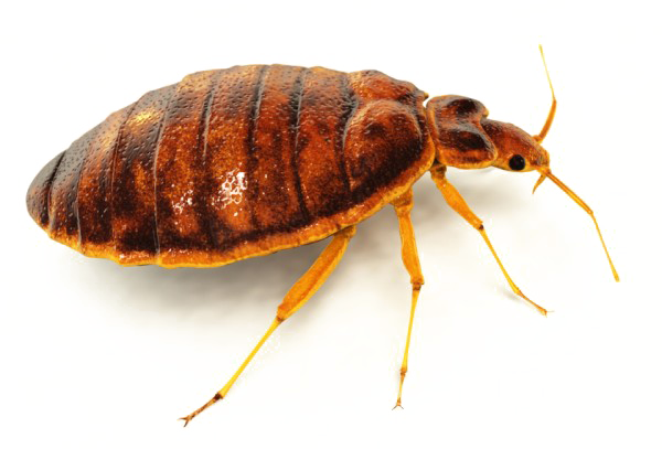 Detail Bed Bugs Transparent Nomer 5