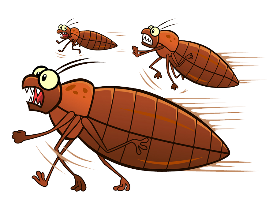 Detail Bed Bugs Transparent Nomer 39