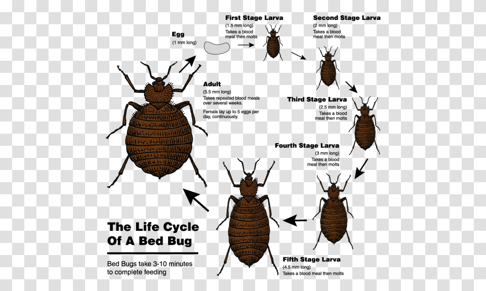 Detail Bed Bugs Transparent Nomer 41