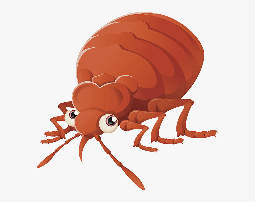 Detail Bed Bugs Transparent Nomer 43