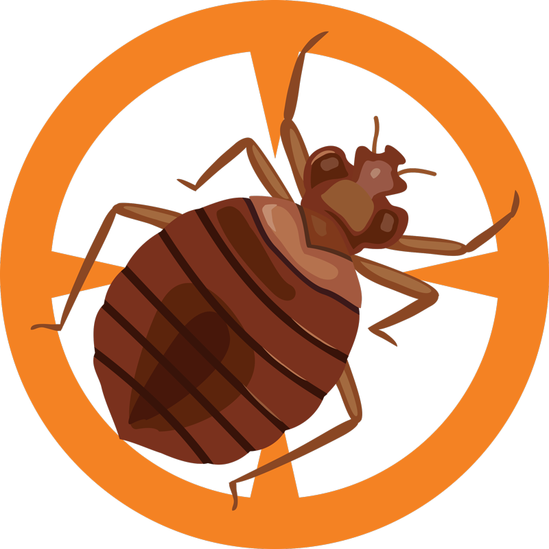 Detail Bed Bugs Transparent Nomer 44