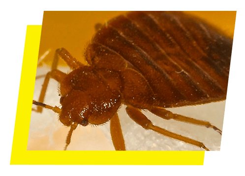 Detail Bed Bugs Transparent Nomer 47