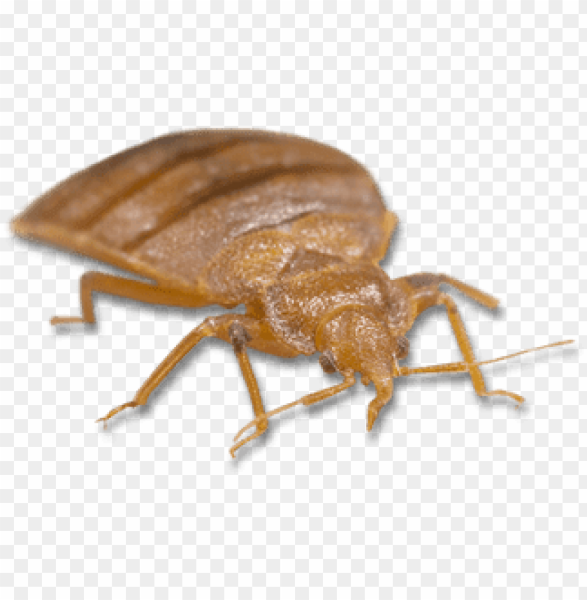 Detail Bed Bugs Transparent Nomer 49