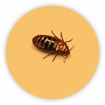 Detail Bed Bugs Transparent Nomer 50
