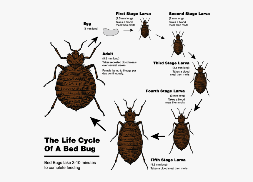 Detail Bed Bugs Transparent Nomer 52
