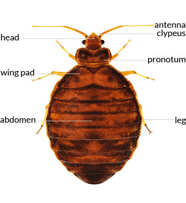 Detail Bed Bugs Transparent Nomer 54