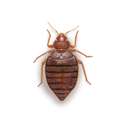 Detail Bed Bugs Transparent Nomer 55