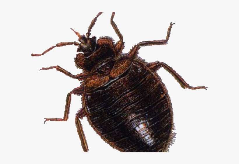 Detail Bed Bugs Transparent Nomer 56