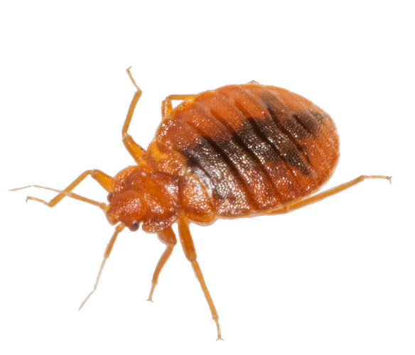 Detail Bed Bugs Transparent Nomer 7