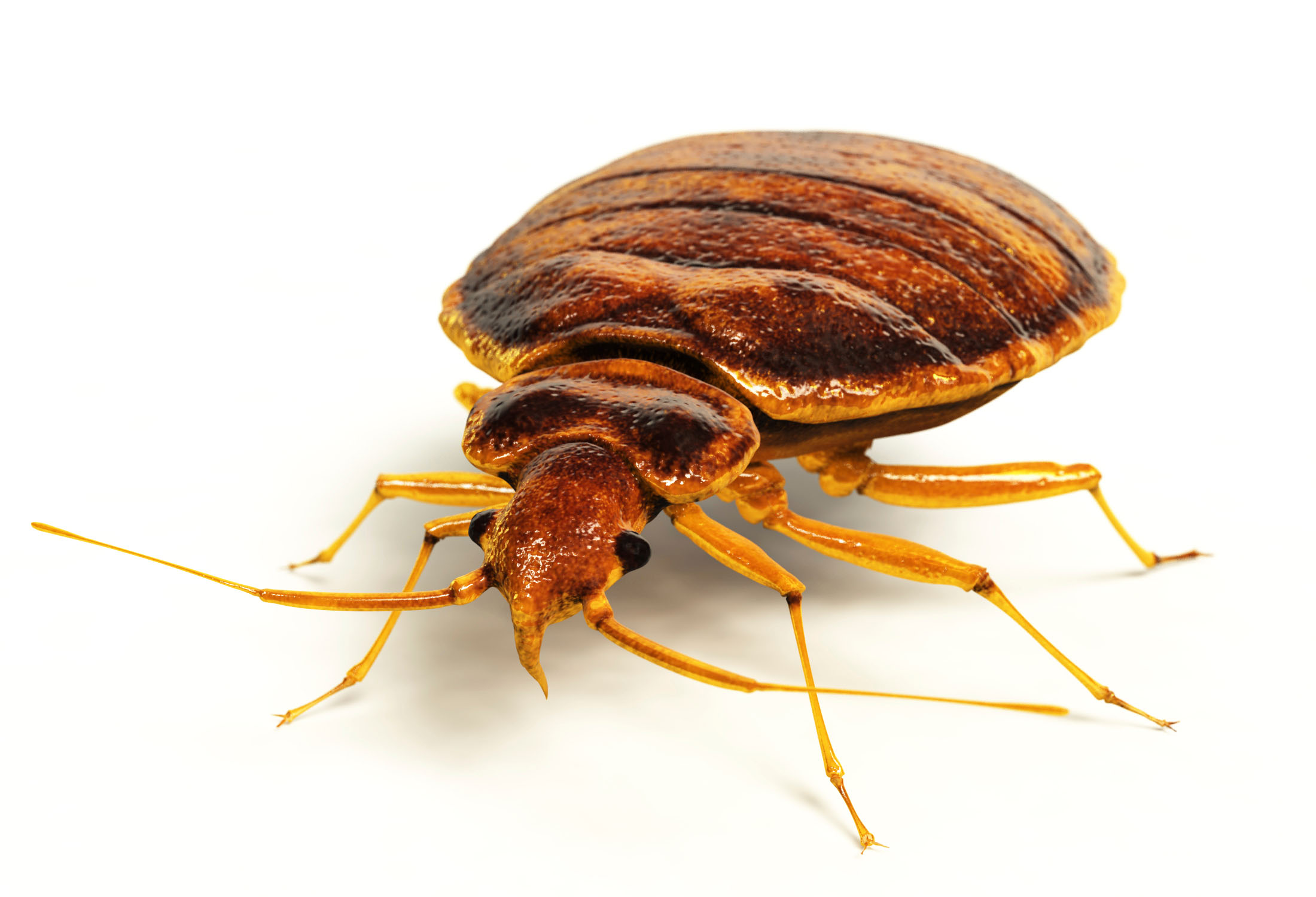 Detail Bed Bugs Transparent Nomer 8