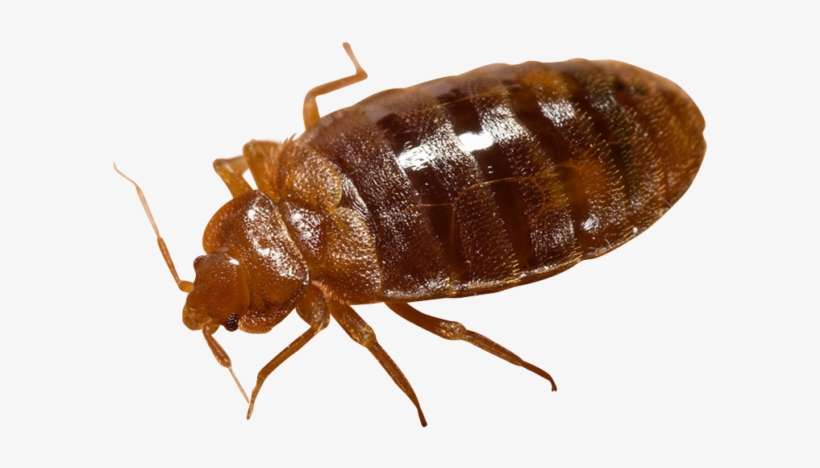 Detail Bed Bugs Transparent Nomer 10