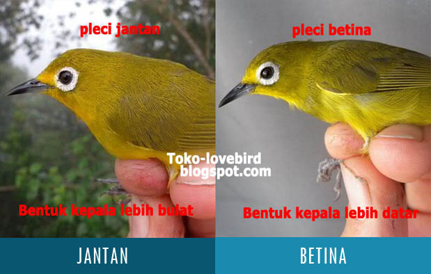 Detail Beda Pleci Jantan Dan Betina Nomer 2