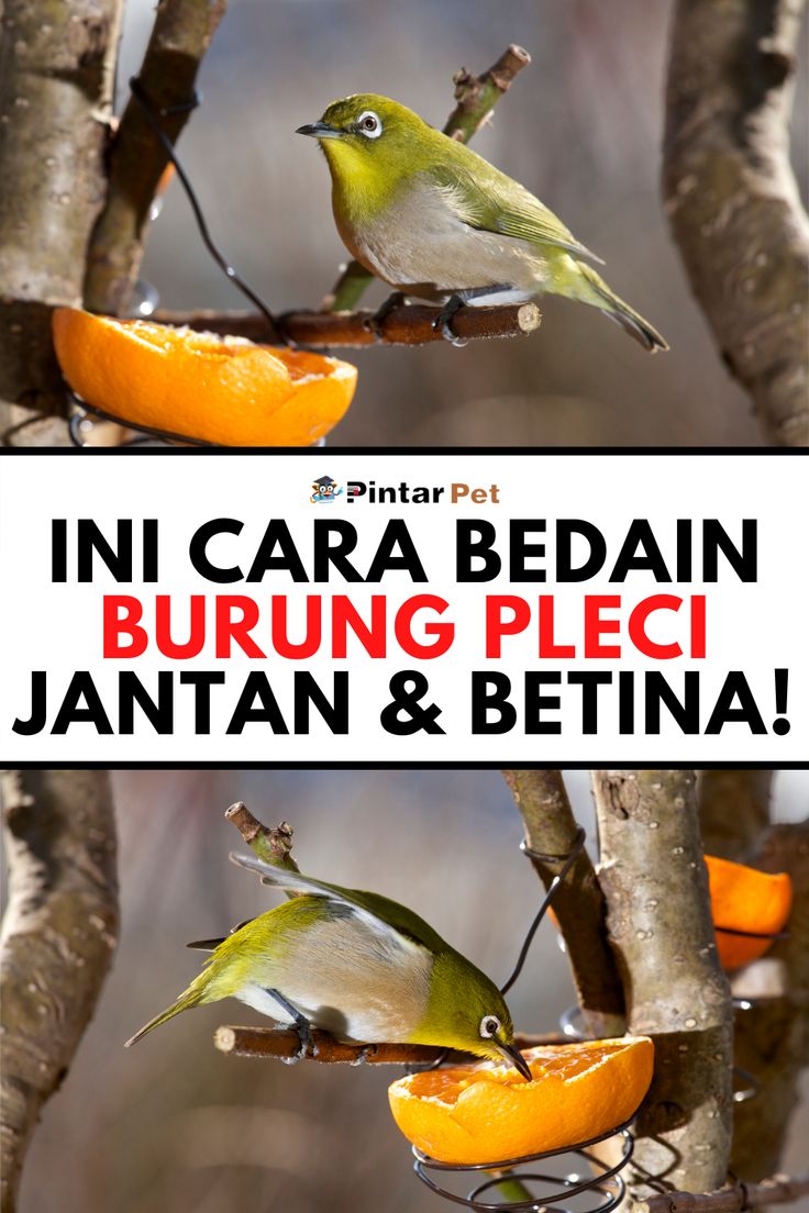 Detail Beda Pleci Jantan Dan Betina Nomer 15