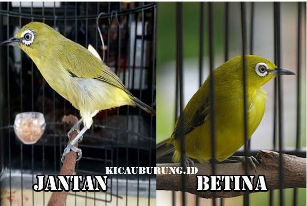 Detail Beda Pleci Jantan Dan Betina Nomer 22