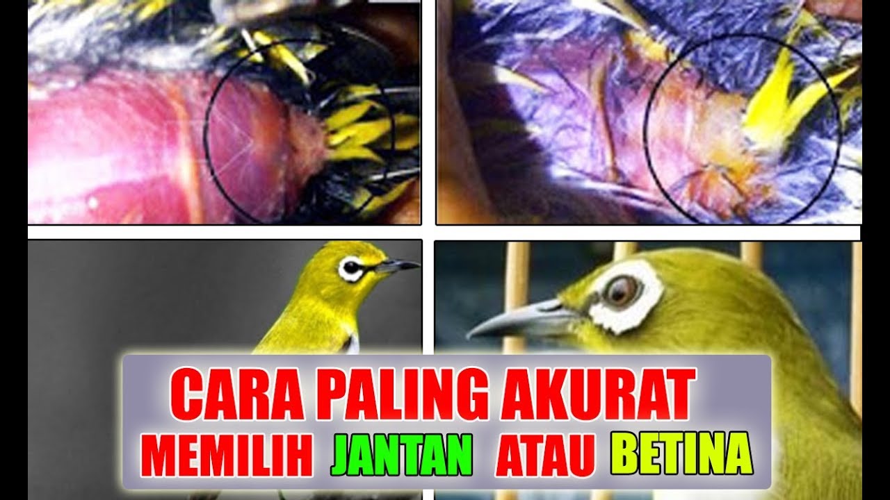 Detail Beda Pleci Jantan Dan Betina Nomer 3