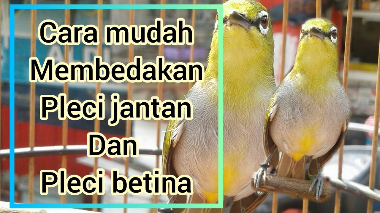 Detail Beda Pleci Jantan Dan Betina Nomer 27