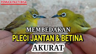 Detail Beda Pleci Jantan Dan Betina Nomer 6