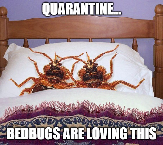 Detail Bedbug Meme Nomer 14