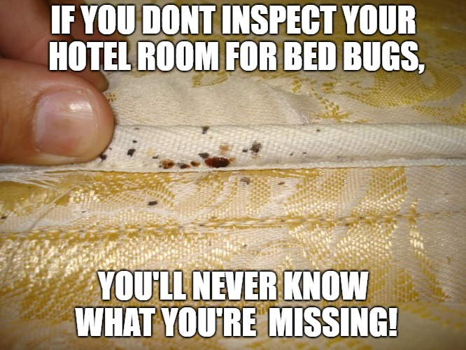 Detail Bedbug Meme Nomer 18
