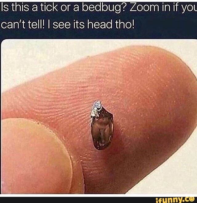 Detail Bedbug Meme Nomer 37