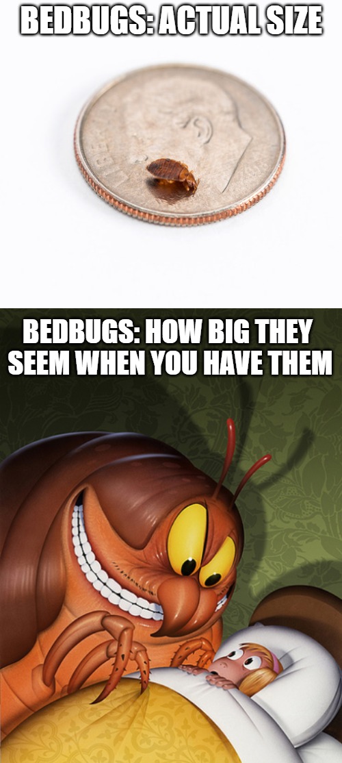 Detail Bedbug Meme Nomer 45