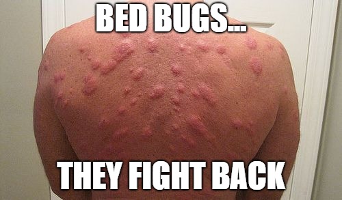 Detail Bedbug Meme Nomer 8