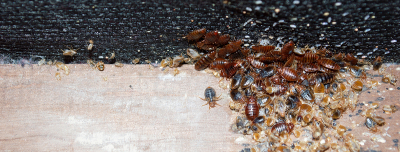 Detail Bedbugs Images Nomer 27