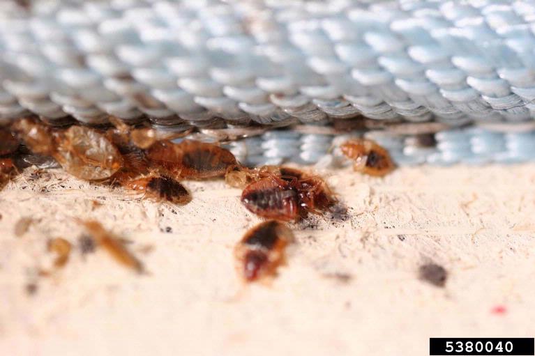 Detail Bedbugs Images Nomer 51