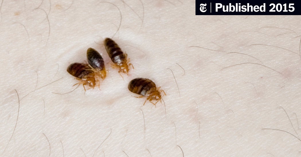 Detail Bedbugs Images Nomer 9