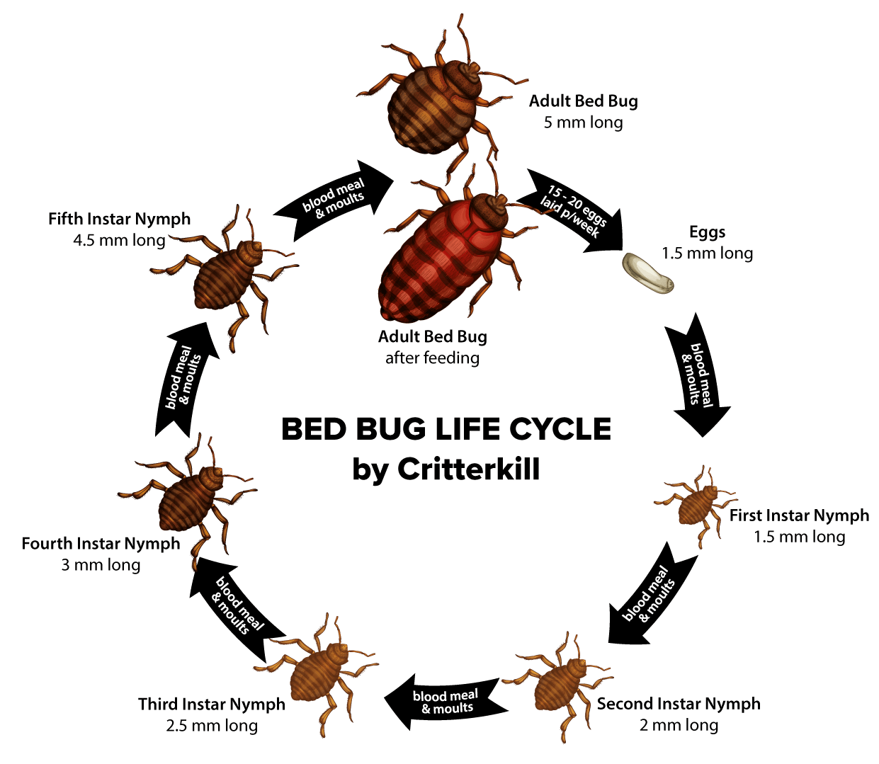 Detail Bedbugs Pics Nomer 29