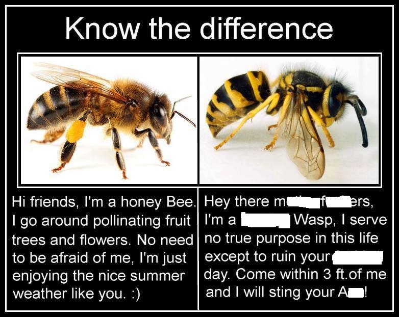 Bee And Wasp Meme - KibrisPDR