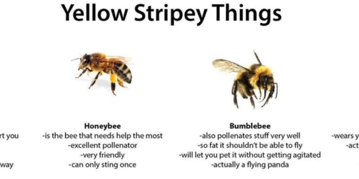 Detail Bee And Wasp Meme Nomer 11