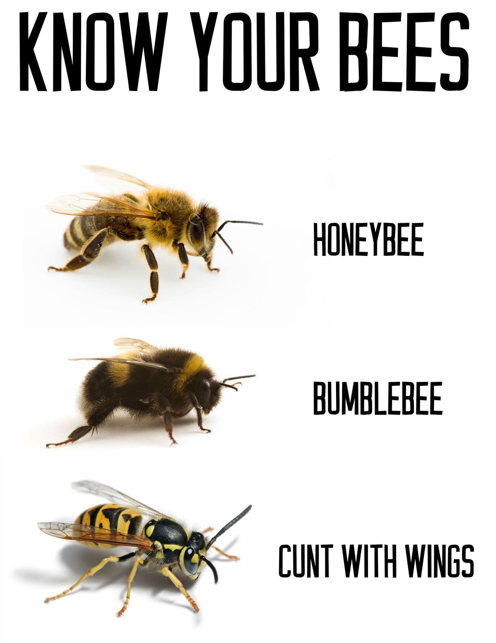 Detail Bee And Wasp Meme Nomer 14