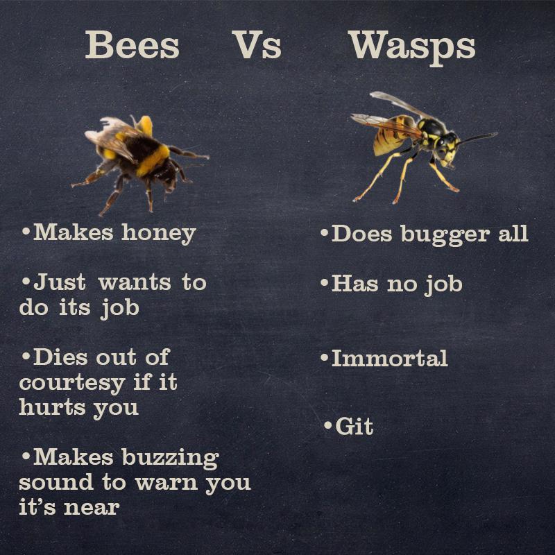 Detail Bee And Wasp Meme Nomer 19