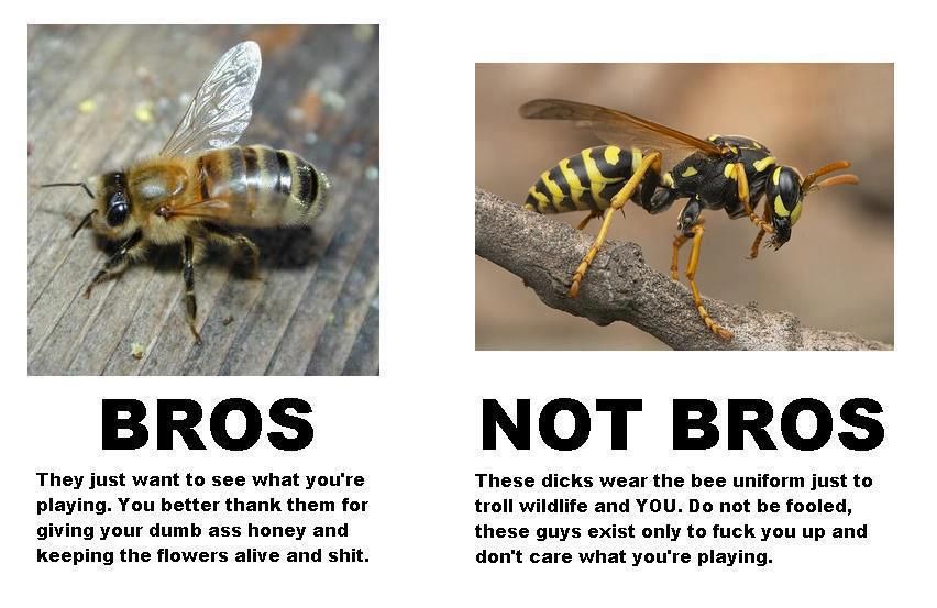 Detail Bee And Wasp Meme Nomer 3