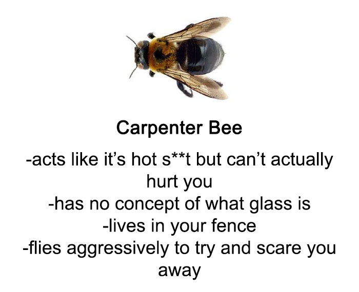 Detail Bee And Wasp Meme Nomer 20