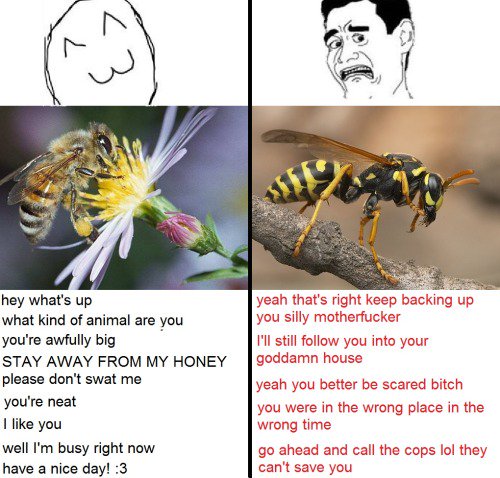 Detail Bee And Wasp Meme Nomer 21