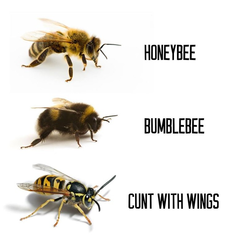 Detail Bee And Wasp Meme Nomer 23