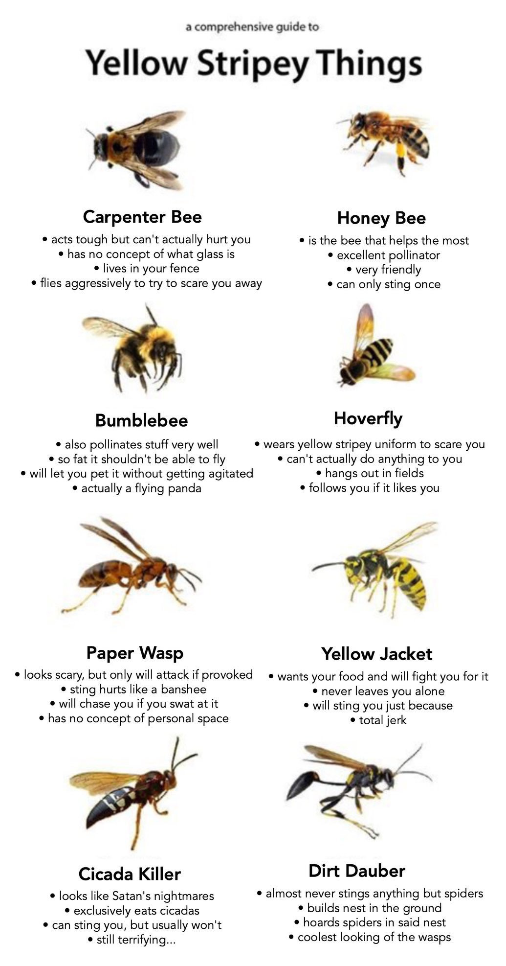 Detail Bee And Wasp Meme Nomer 24