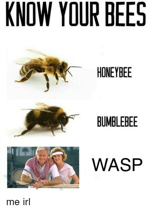 Detail Bee And Wasp Meme Nomer 25
