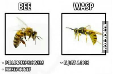 Detail Bee And Wasp Meme Nomer 26