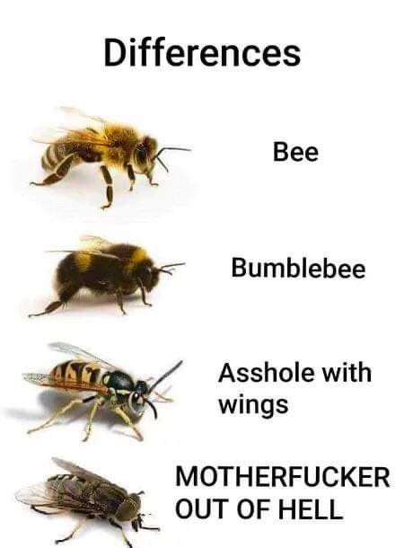 Detail Bee And Wasp Meme Nomer 28