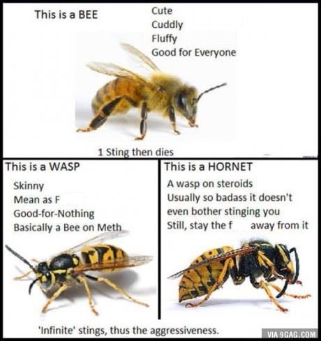 Detail Bee And Wasp Meme Nomer 4