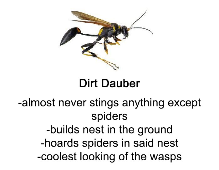 Detail Bee And Wasp Meme Nomer 29