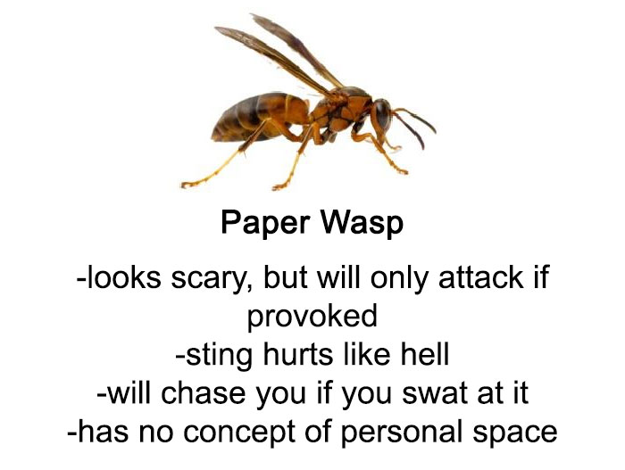 Detail Bee And Wasp Meme Nomer 32